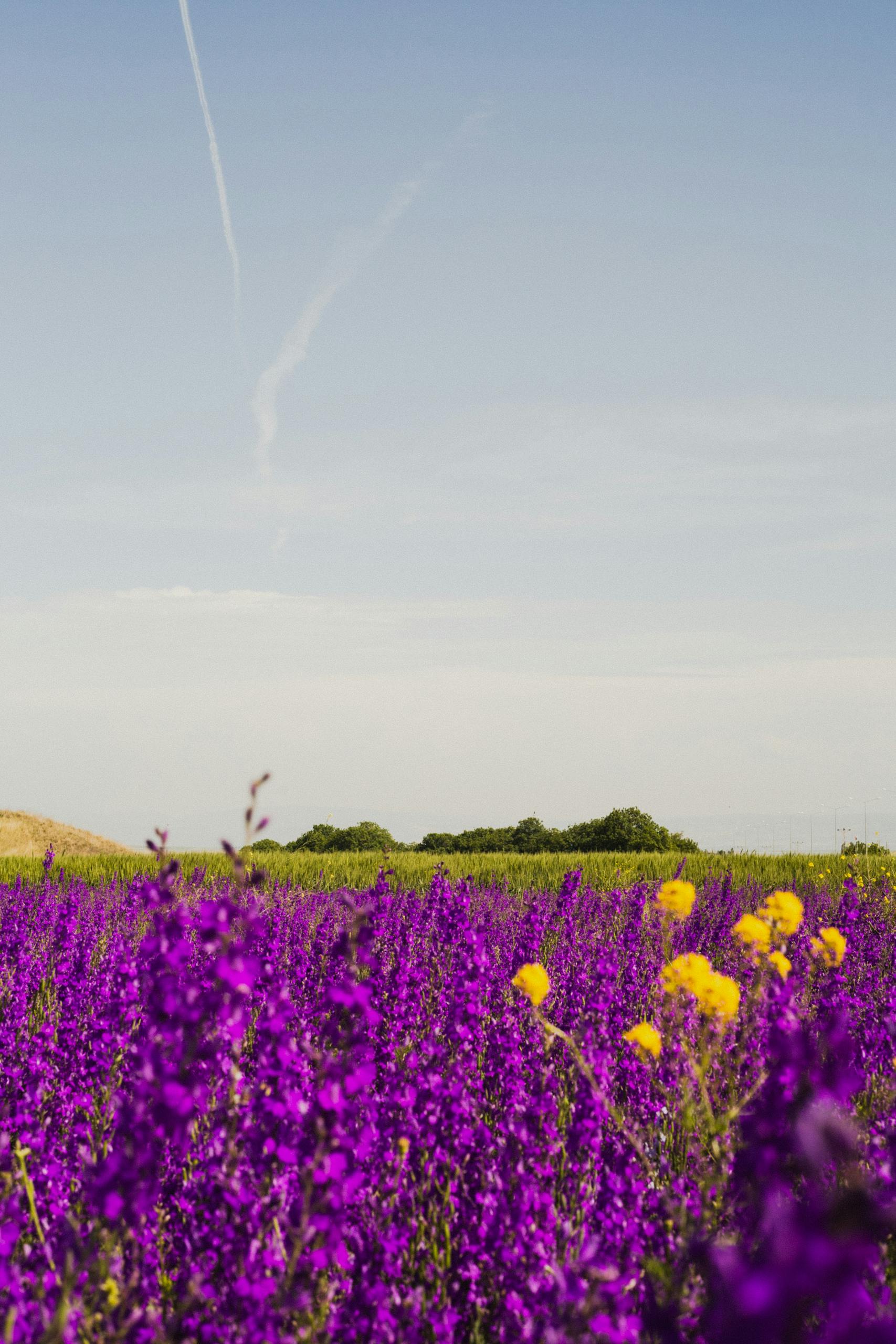 A field of purple flowers with a plane flying over